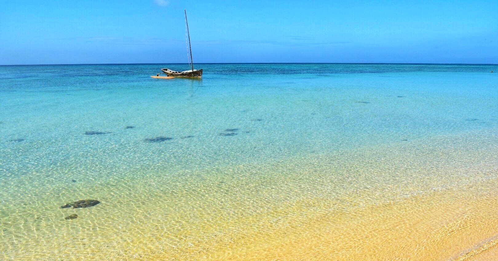 天然　法螺貝　石垣島 天然法螺貝石垣島