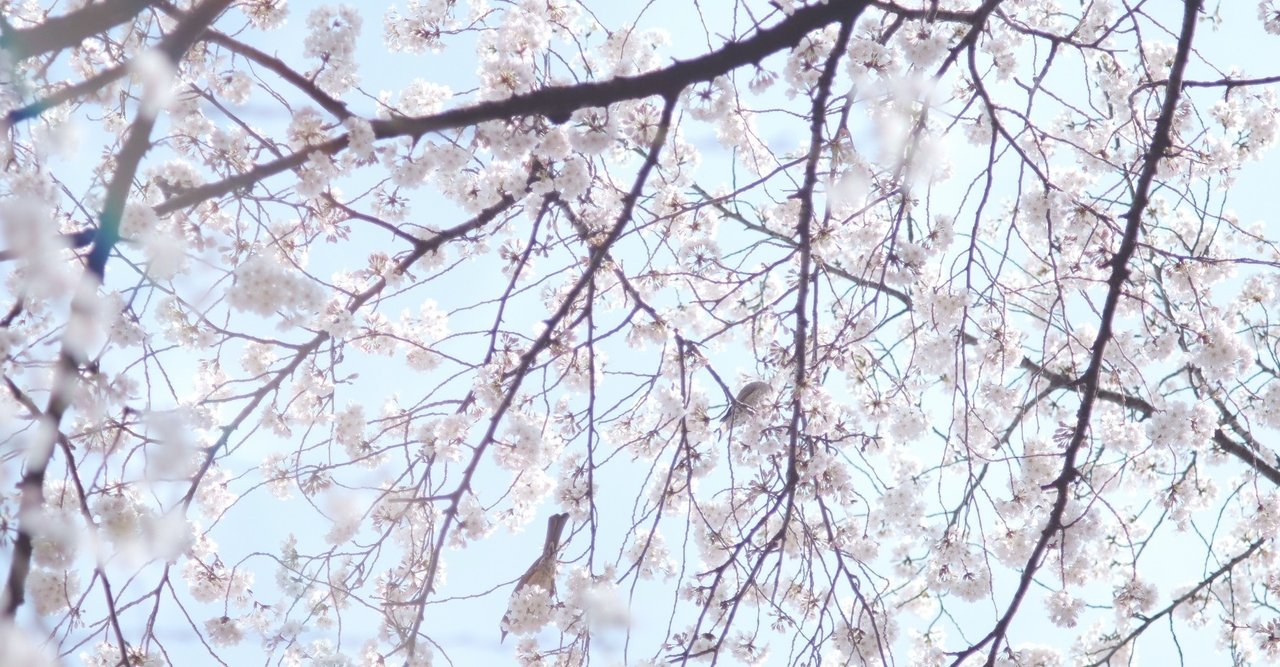 呪いをかけたのは本当は誰だったのか 小西明日翔 春の呪い ミナカミモト Note