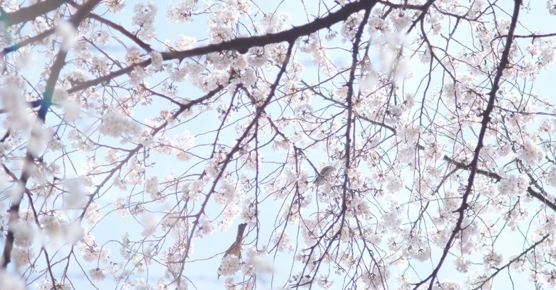 呪いをかけたのは本当は誰だったのか 小西明日翔 春の呪い ミナカミモト Note