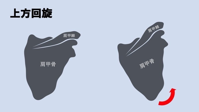 肩甲骨上方回旋とは たくみロドリゲス 運動器理学療法士 Note