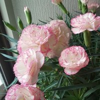 すごいを言い換えてみる 理紗 Note