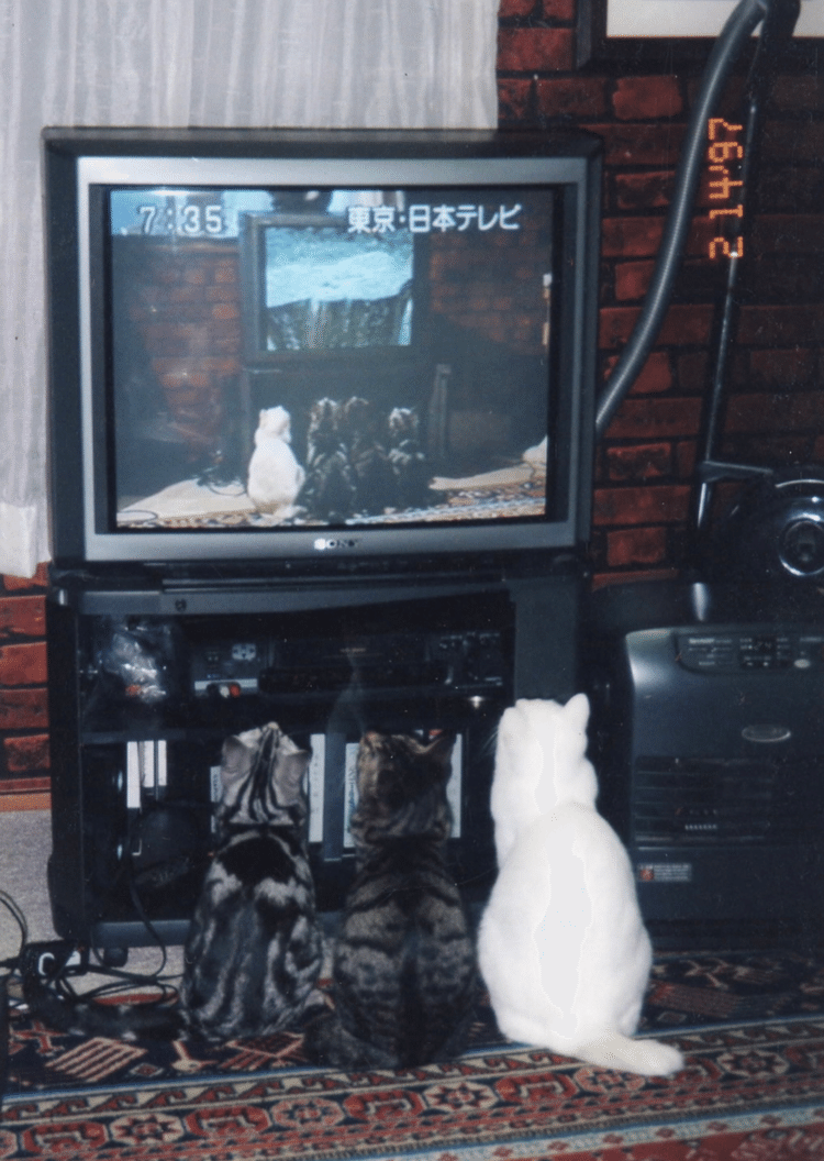 日テレの朝の番組「ズームイン!!朝！」。司会者は福留功男アナウンサーだった。ある日、果たして猫はビデオを見るか、という実験をしたいと取材の依頼が来た。
我が家の猫達の半数は、たちまち画面に引き寄せられ、ビデオの小動物や小鳥達を熱心に見て、首を右に振り左に振り、番組の思惑通り2時間ほどテレビの前にかじりついていた。
同様の実験を犬でもしたが、犬は人間の思い通りにならず、失敗。犬がダメだった分、うちの猫だけで時間枠を使った。＃猫日和　＃猫の見るビデオ　＃TV出演　＃ズームイン朝　＃日テレ　＃鳥　＃福留