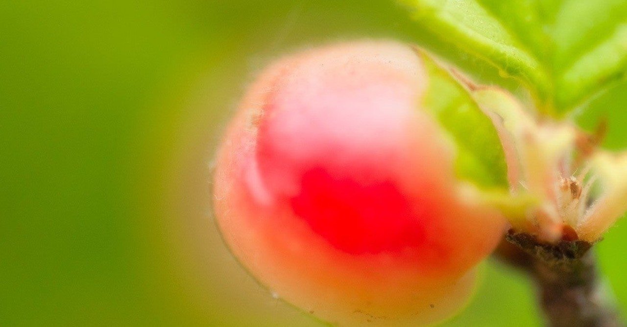 食材のご紹介 墨田区出張整体 りぷらす曳舟 サロン De Trip りぷらす出張施術 Note