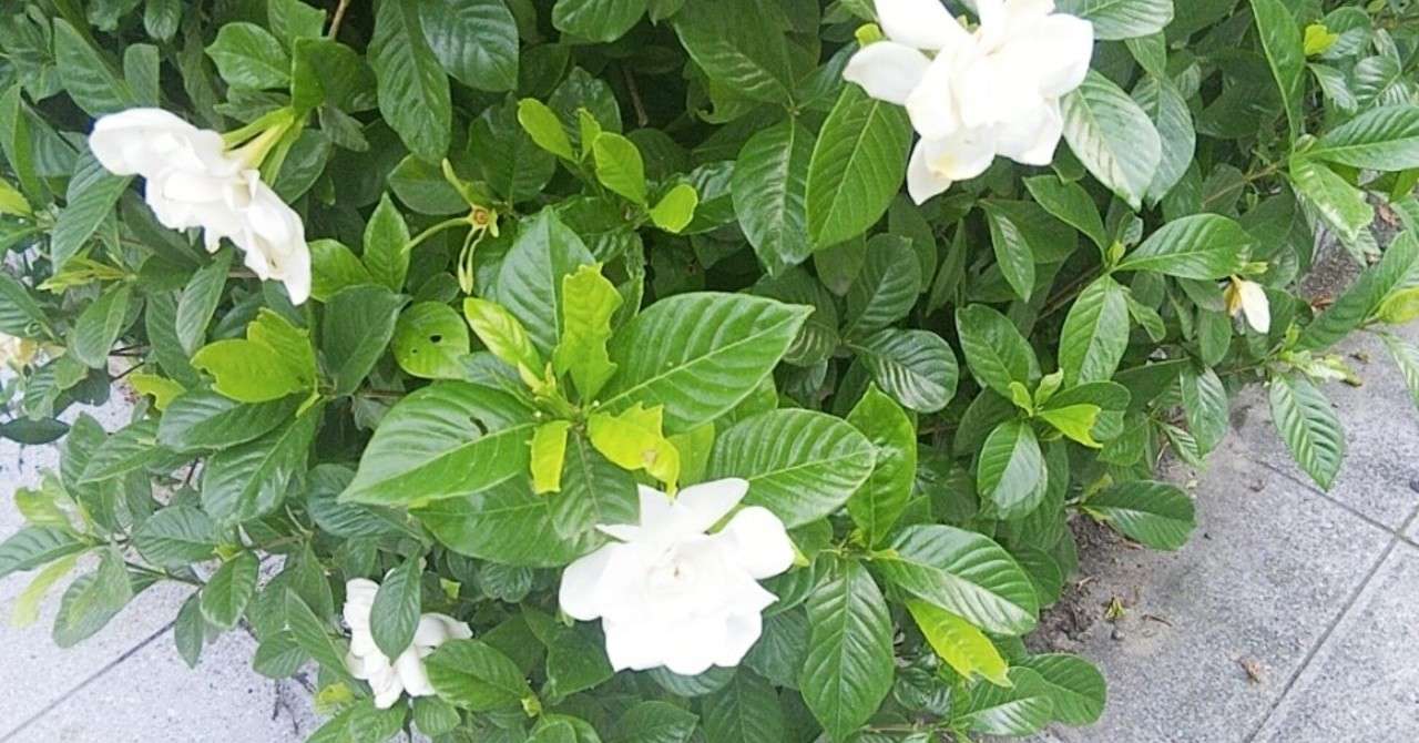 クチナシ の 花 クチナシ ガーデニア の育て方 植え付けや植え替えの時期は Greensnap グリーンスナップ