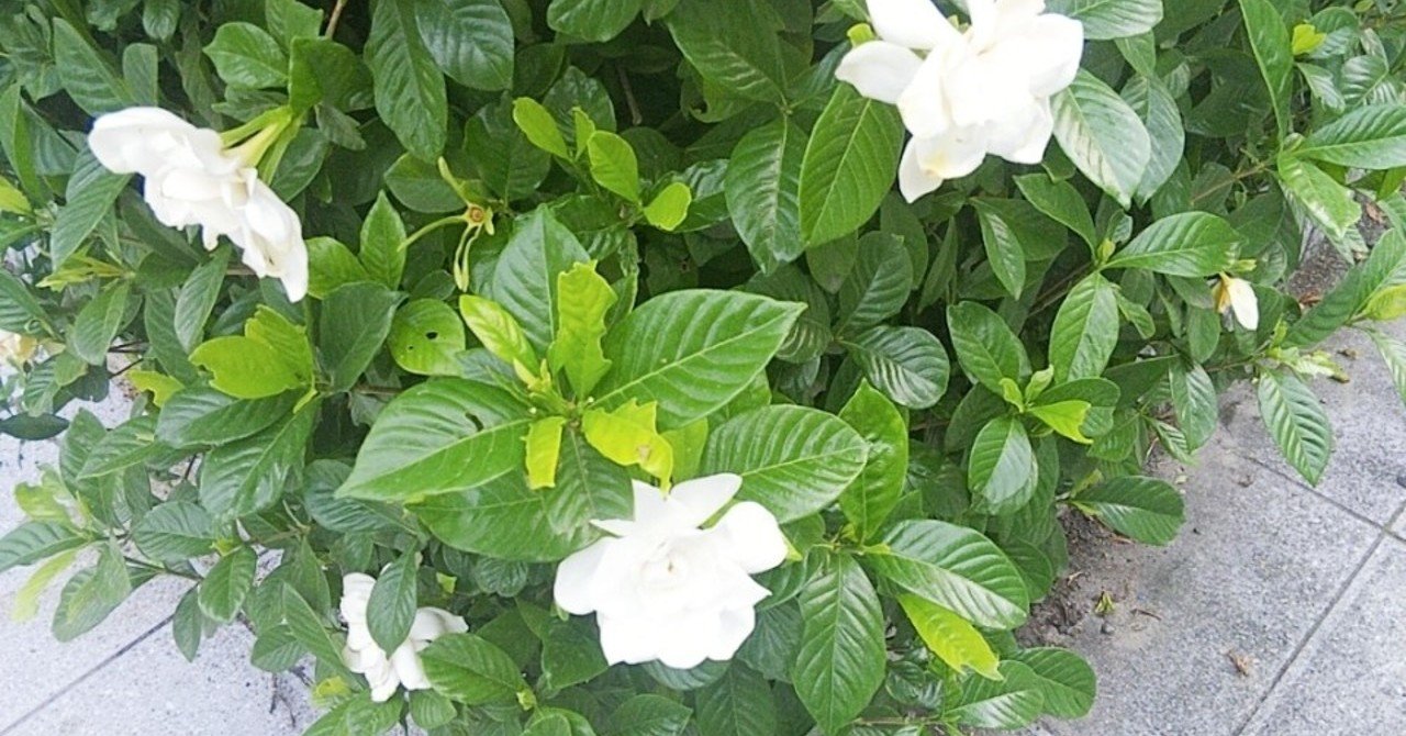 クチナシの花の上品な甘い香りでリラックス ひな Happy Development Note