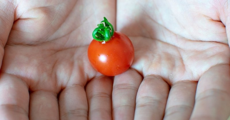 トマトを育てて食べた写真