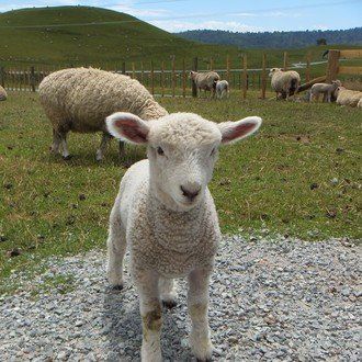 豚肉の部位 の英語 Kitchen English Note