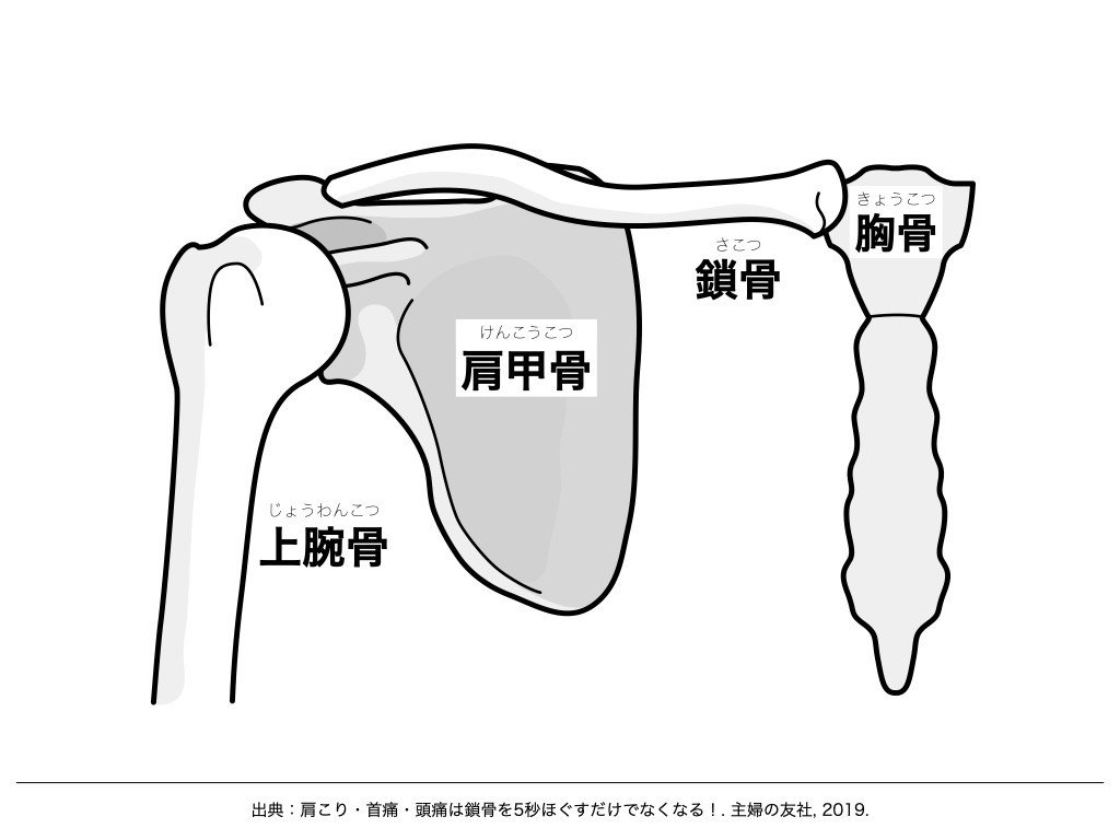 図3.肩関節複合体