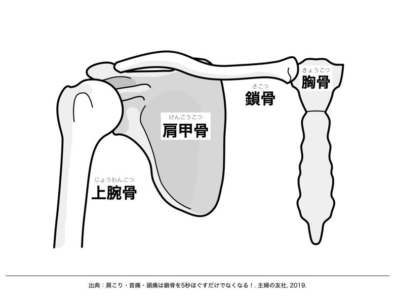 図3.肩関節複合体