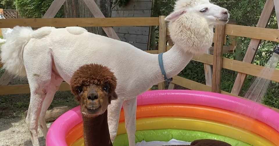 アルパカってどんな動物 犬猫うさぎと比べてみたパカ アルパカに会えるバルーンやさん アルパカ パカ Note