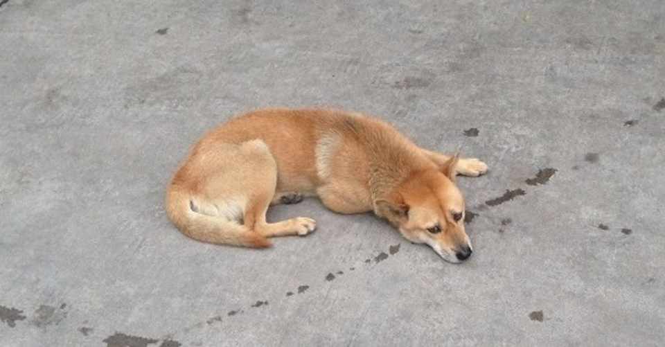 特にアジアで注意が必要な狂犬病 予防接種情報 ひでボン 中国 ミャンマー Note