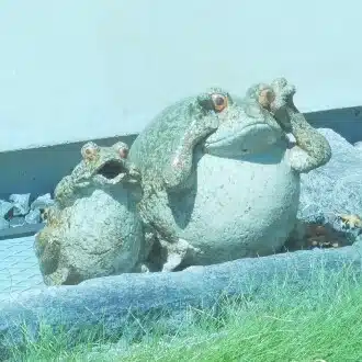 ごまもち