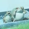 ごまもち