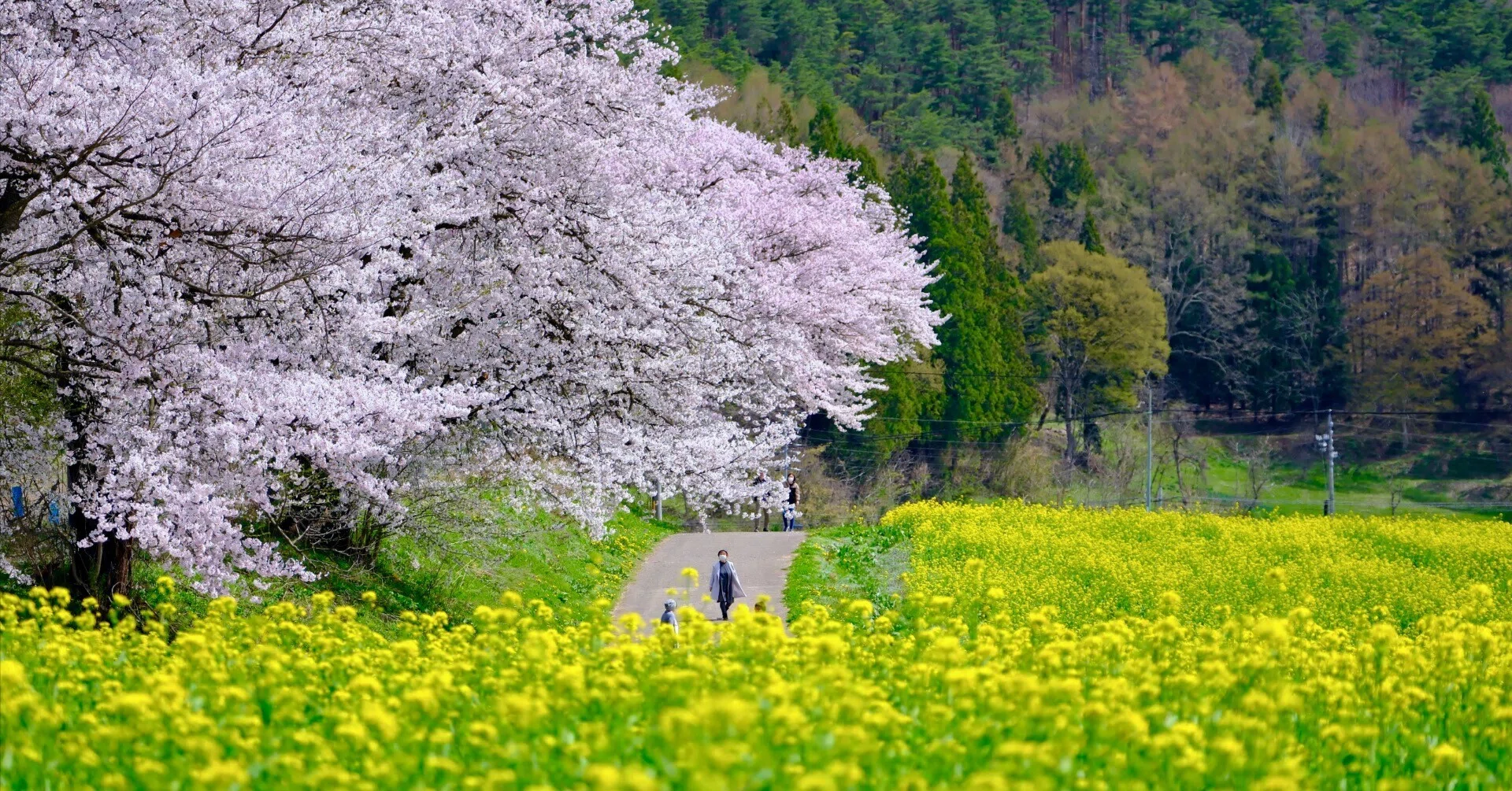 この半年を振り返るー飯山桜ドライブ編｜gotengo