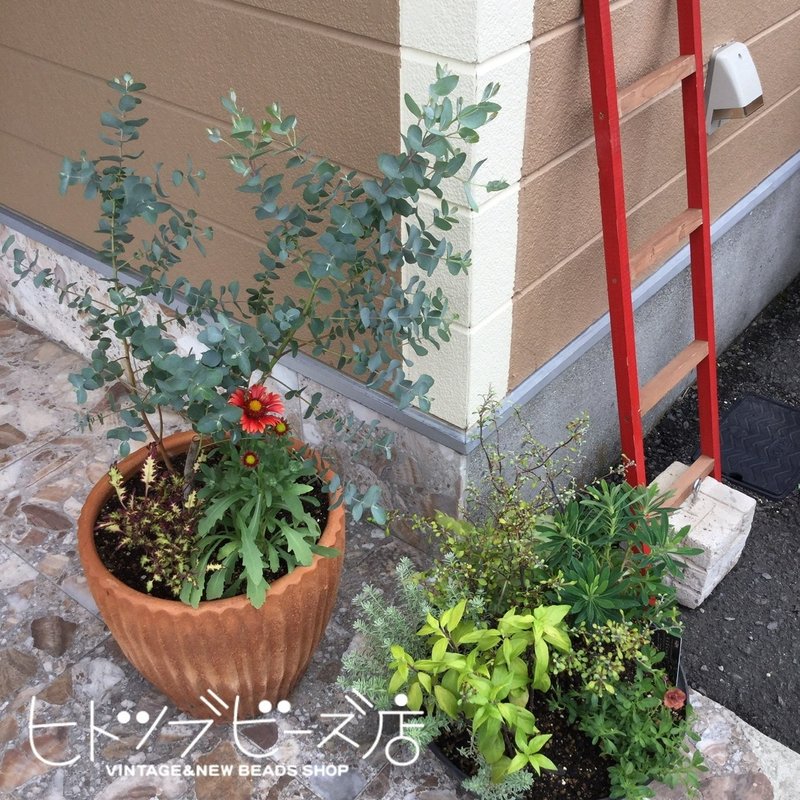 ぜひ花壇も見てください ヒトツブビーズ店店主 Note