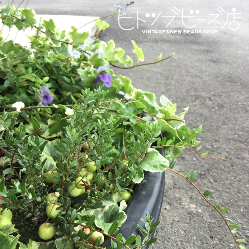 ぜひ花壇も見てください ヒトツブビーズ店店主 Note