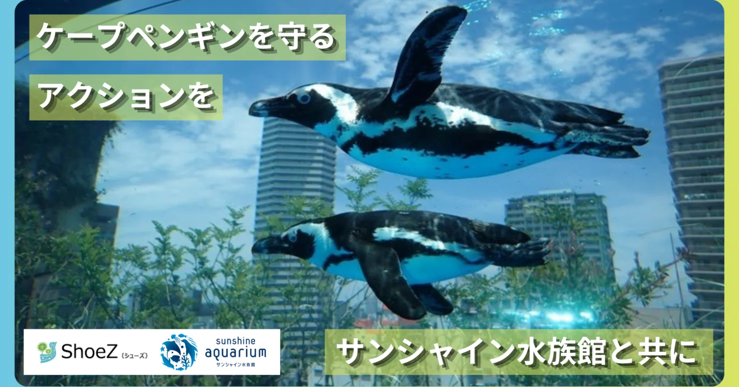 ケープペンギンの爪 ケープペンギンの保全に関するクラウドファンディング「絶滅の危機