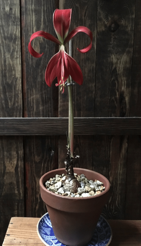 38 My Garden Journal ツバメ水仙 花が咲いてからの観察日記 コーヒー1杯分の値段で楽しく学んだこと Yukibean Yuki Bee Note