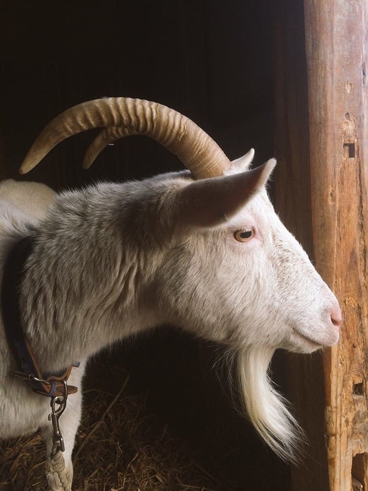 まっしろな子やぎ 名前は みろ Hal Note