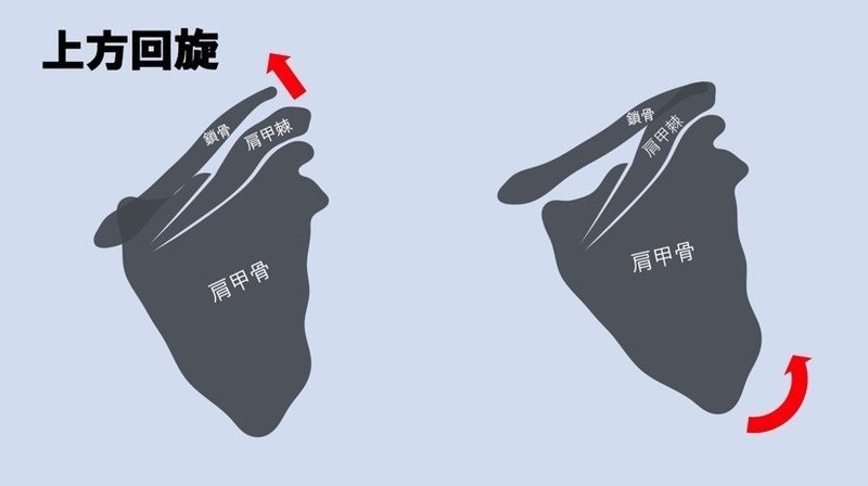 肩甲骨上方回旋とは たくみロドリゲス 運動器理学療法士 Note