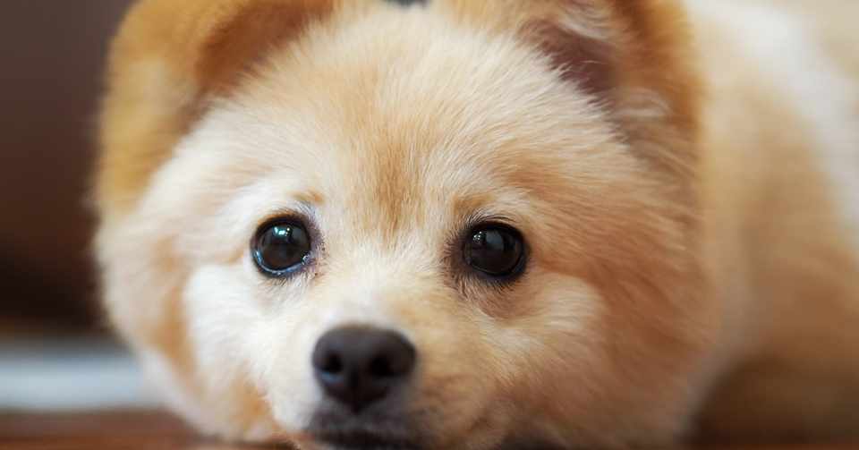 画像をダウンロード Yoshiki 犬 ニスマホ 壁紙 シンプル