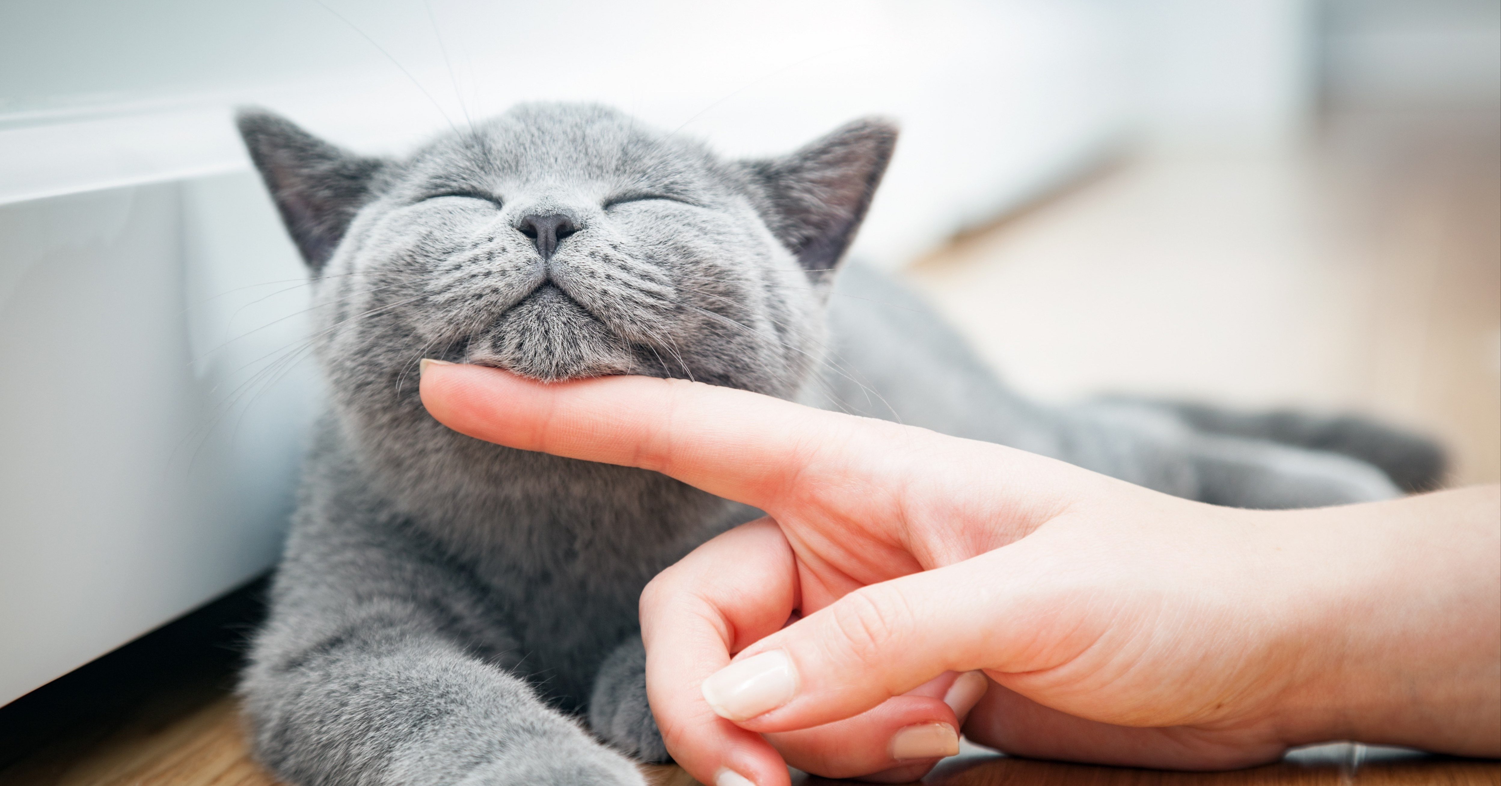飼い猫に噛まれた 飼い猫に噛まれた