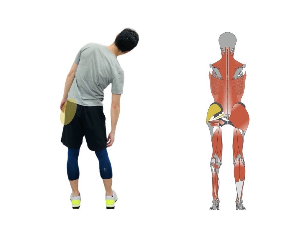 股関節が硬い 硬くなる原因 平 純一朗 理学療法士 アスレティックトレーナーnote Note 股関節が硬い 硬くなる原因 平 純一朗 理学療法士 アスレティックトレーナーnote Note