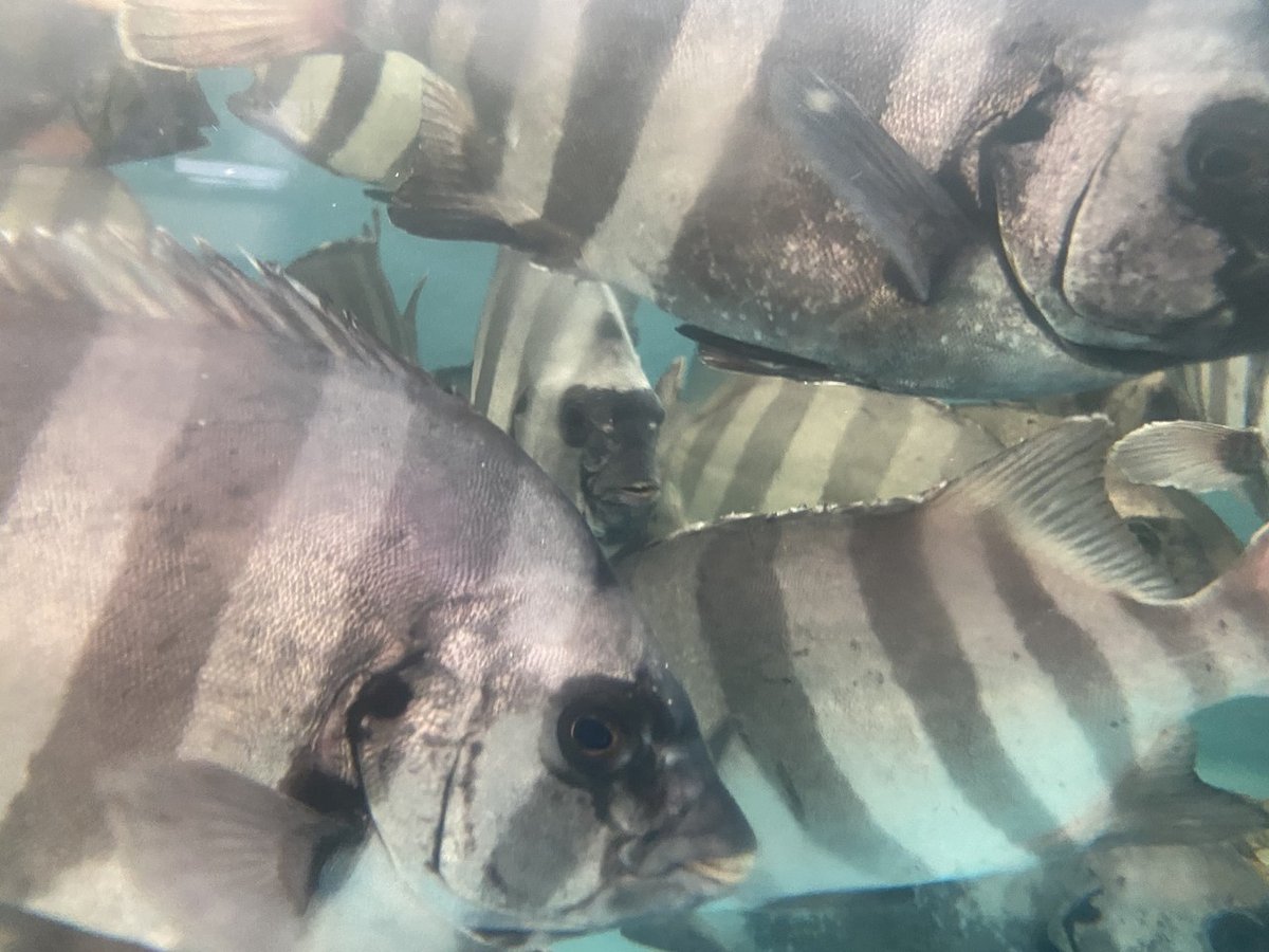 石鯛・アラなどに 石鯛・アラなどに イシダイ（釣物）（半身） 【業務用食材の