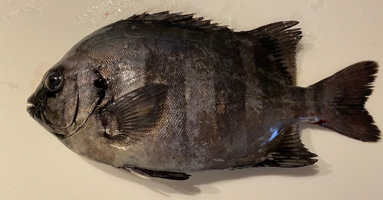石鯛・アラなどに よっチャンネル 石鯛 あら さんの釣り人プロフィール