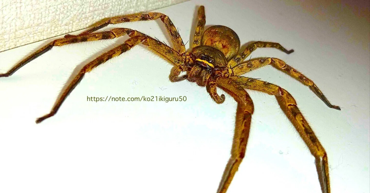 閲覧注意】「アシダカグモ」大グモは開脚したら10cm超え｜いきものぐるり