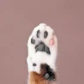 ねころ@ADHD