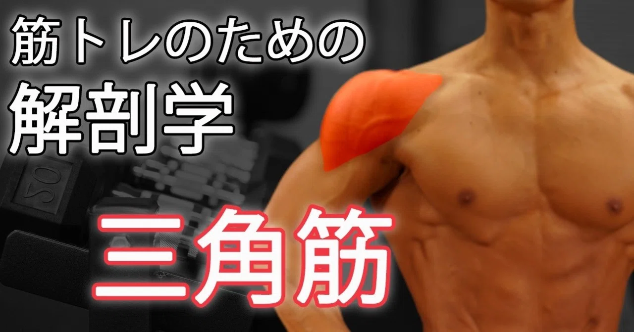 三角筋前部 中部 後部 メロンのような肩の作り方 筋トレ解剖学 せいや アラサー筋トレチャンネル Note 三角筋前部 中部 後部 メロンのような肩の作り方 筋トレ解剖学 せいや アラサー筋トレチャンネル Note