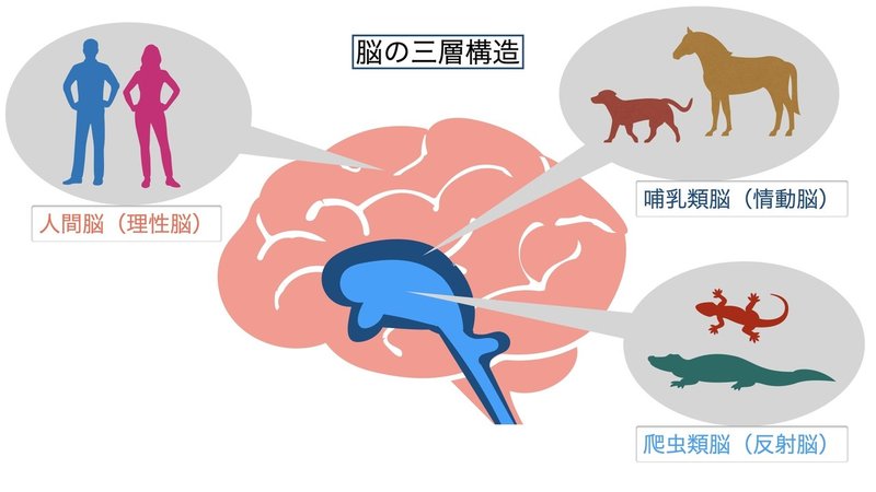 3つの脳を使い分ける 脳科学の基礎知識 Vol 1 Takerumax Photo Note