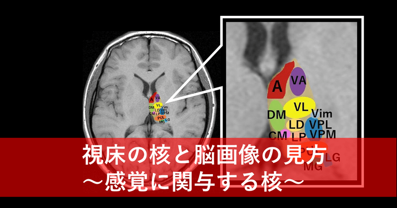 視床の核と脳画像の見方 感覚に関与する核 脳卒中に関する情報整理note Note