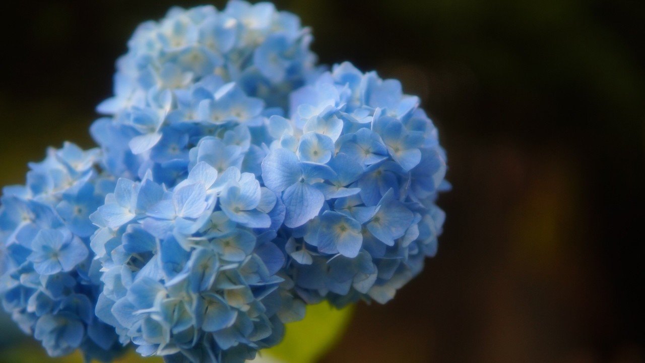 ブルーのあじさいと50mm単焦点レンズと 写心家 ツッシー Note ブルーのあじさいと50mm単焦点レンズと 写心家 ツッシー Note