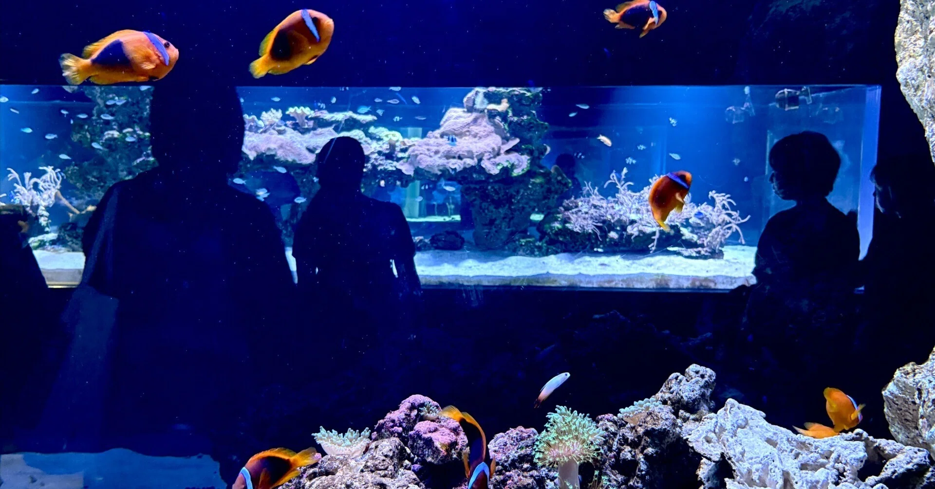 すみだ水族館は、都会のオアシスだった｜mio.h│7.11ZINEフェス東京