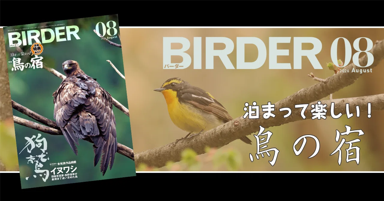 BIRDER8月号の見どころ｜ブンイチ（文一総合出版）