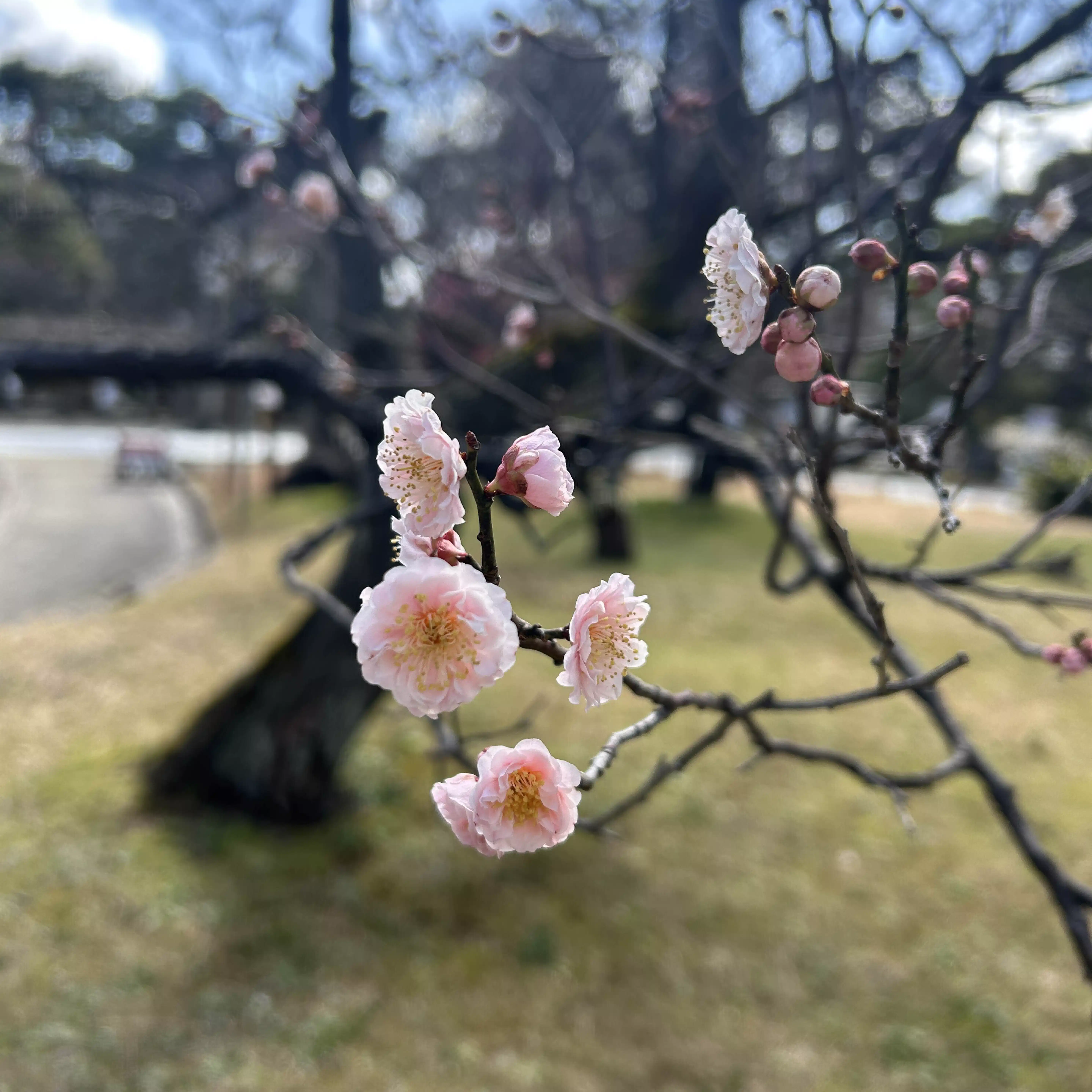 こまち