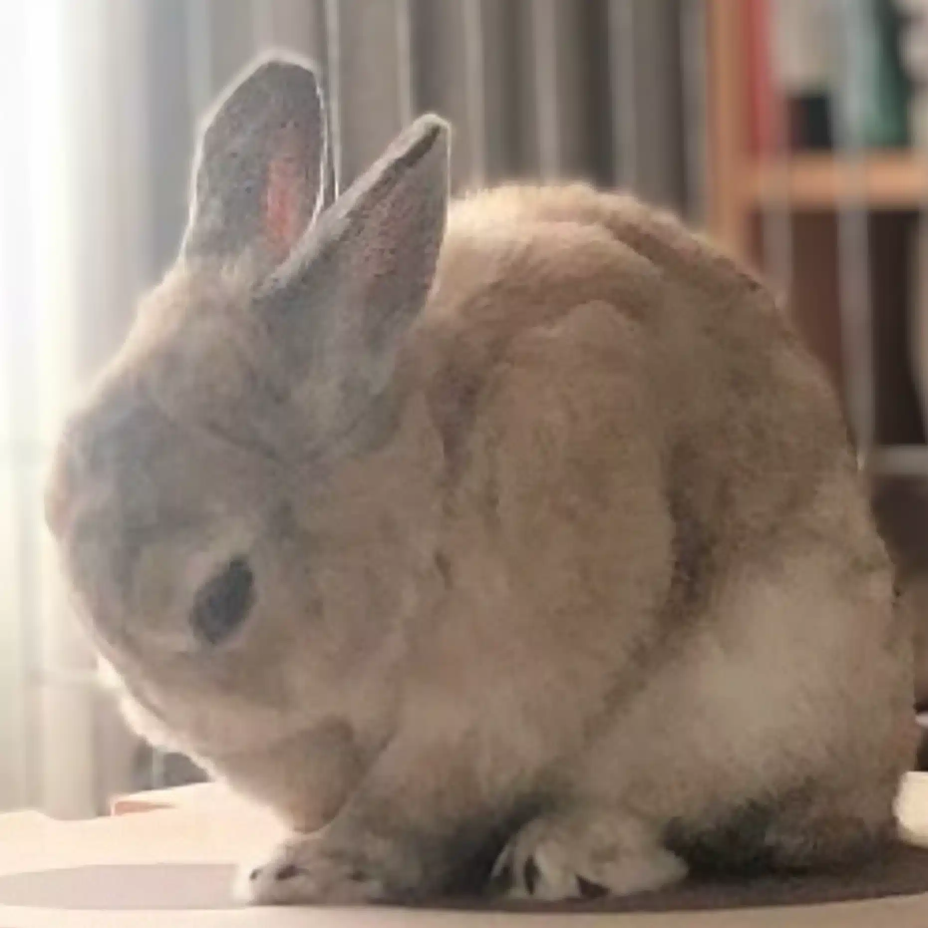 和みうさぎ