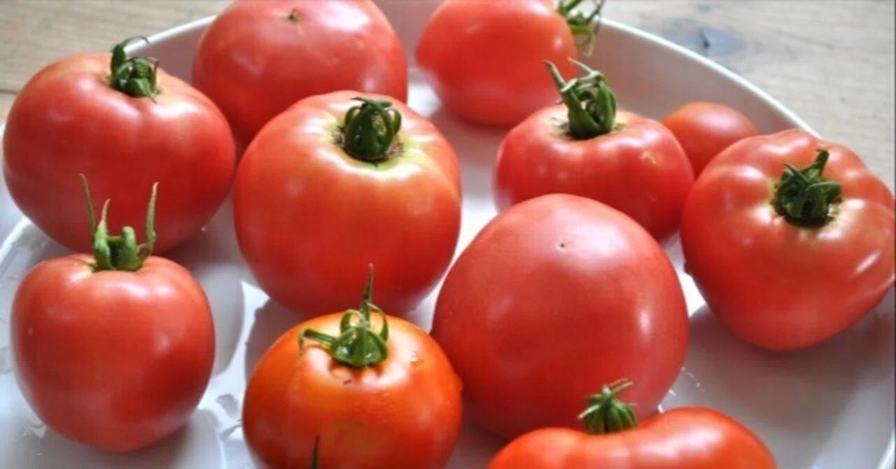 トマト好き 夏野菜の王様が大集合！／トマト好き全員集合🍅個性豊かな『絶品トマト