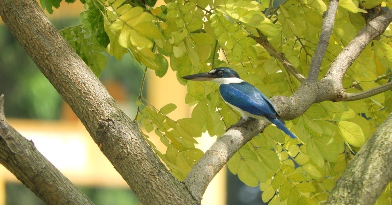 シンガポール バードウォッチングのすゝめ｜thumb