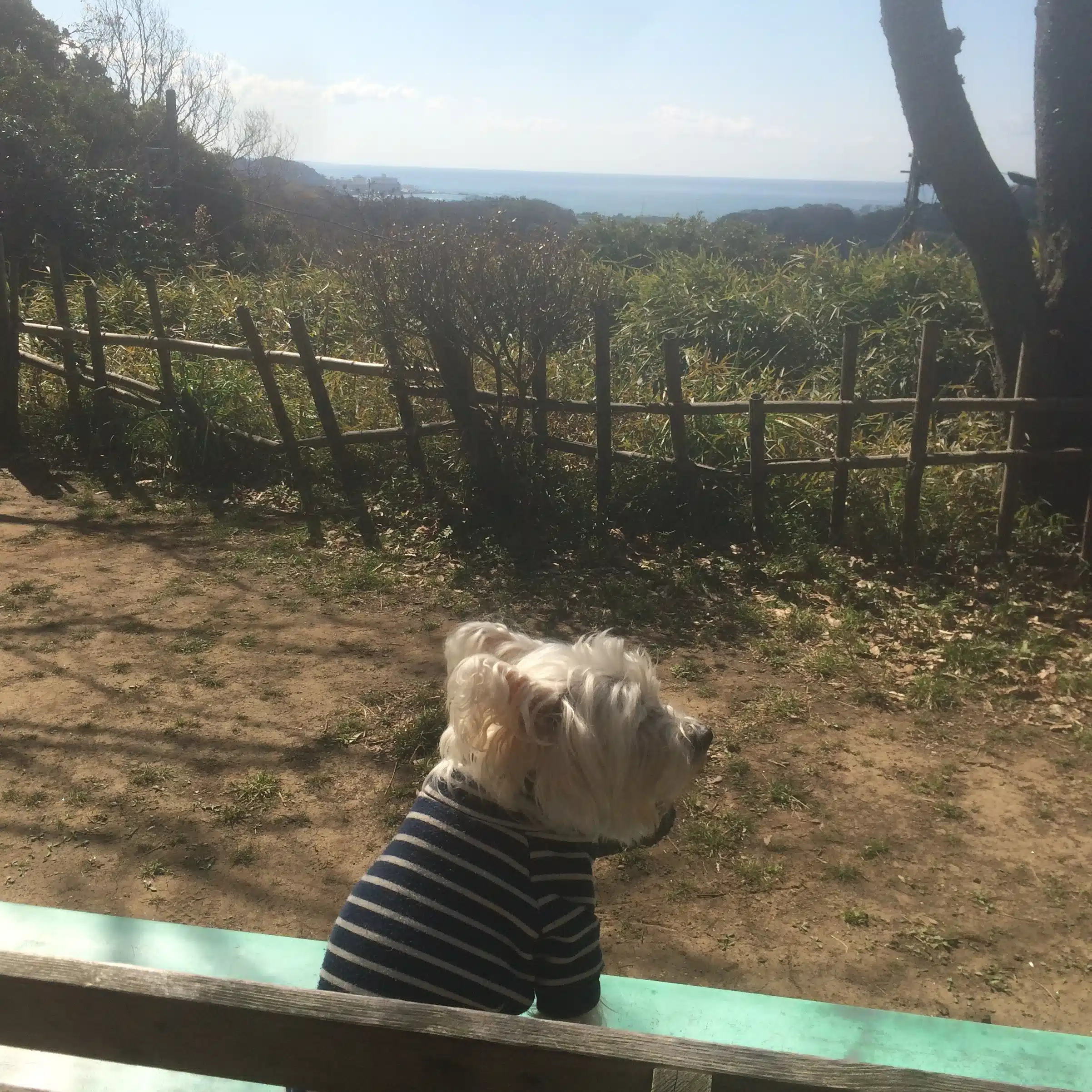 「Crouton Kamakura 」編集長