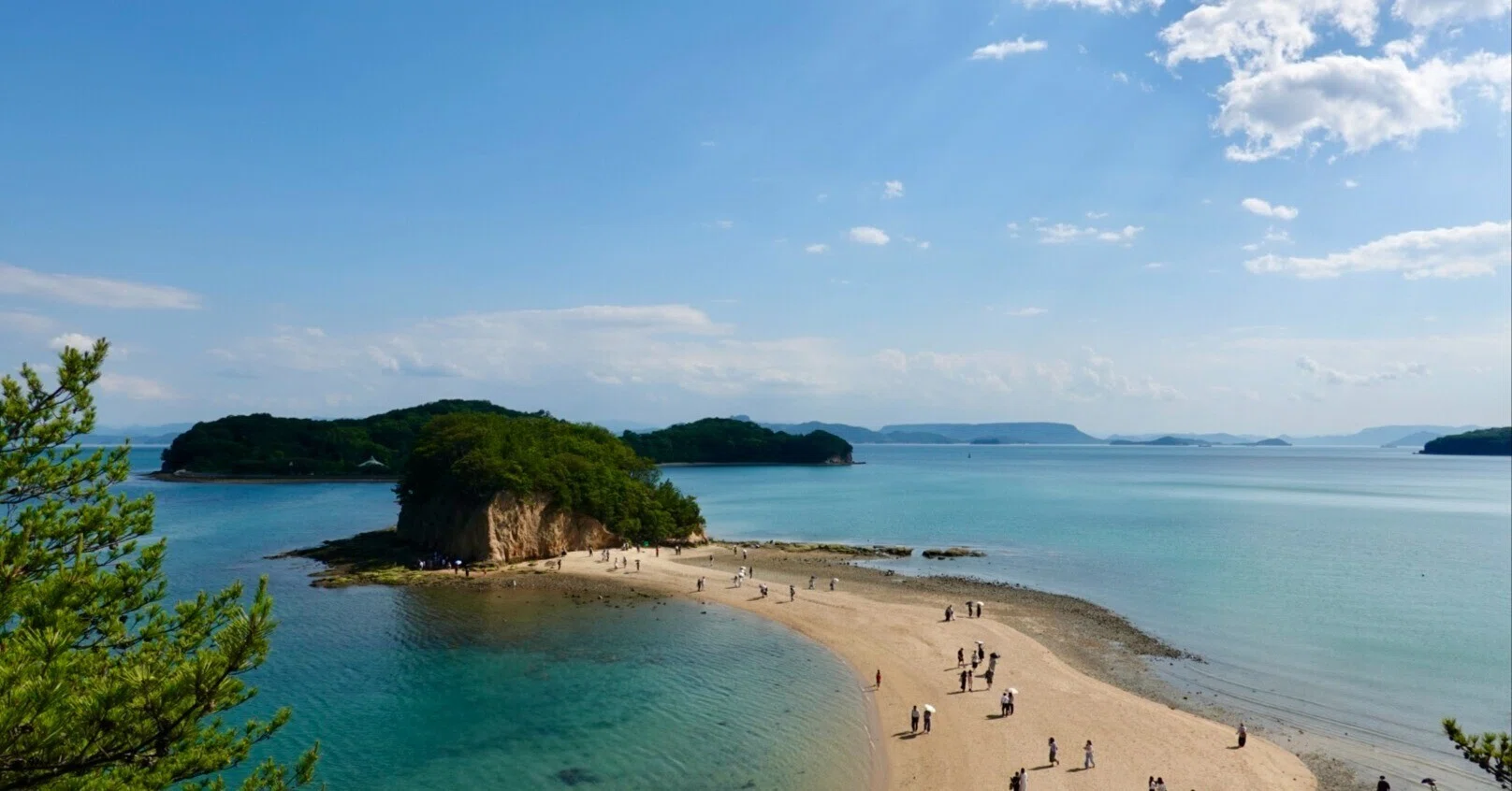 【至宝の山採り品】富貴蘭　天照（あまてらす）香川県小豆島産 日本一周記】ぶつくさ一人旅｜〜旅を締める小豆島〜｜香川、小豆島