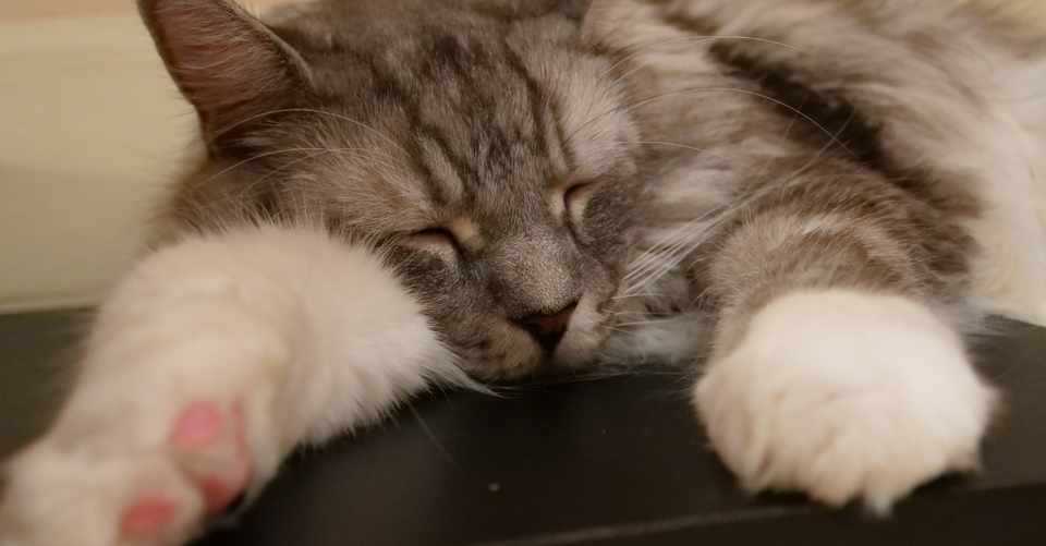 ねこ師匠に導かれました ねこ癒し Note