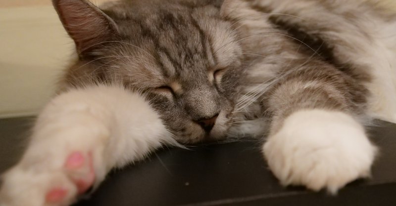 ねこ師匠に導かれました ねこ癒し Note