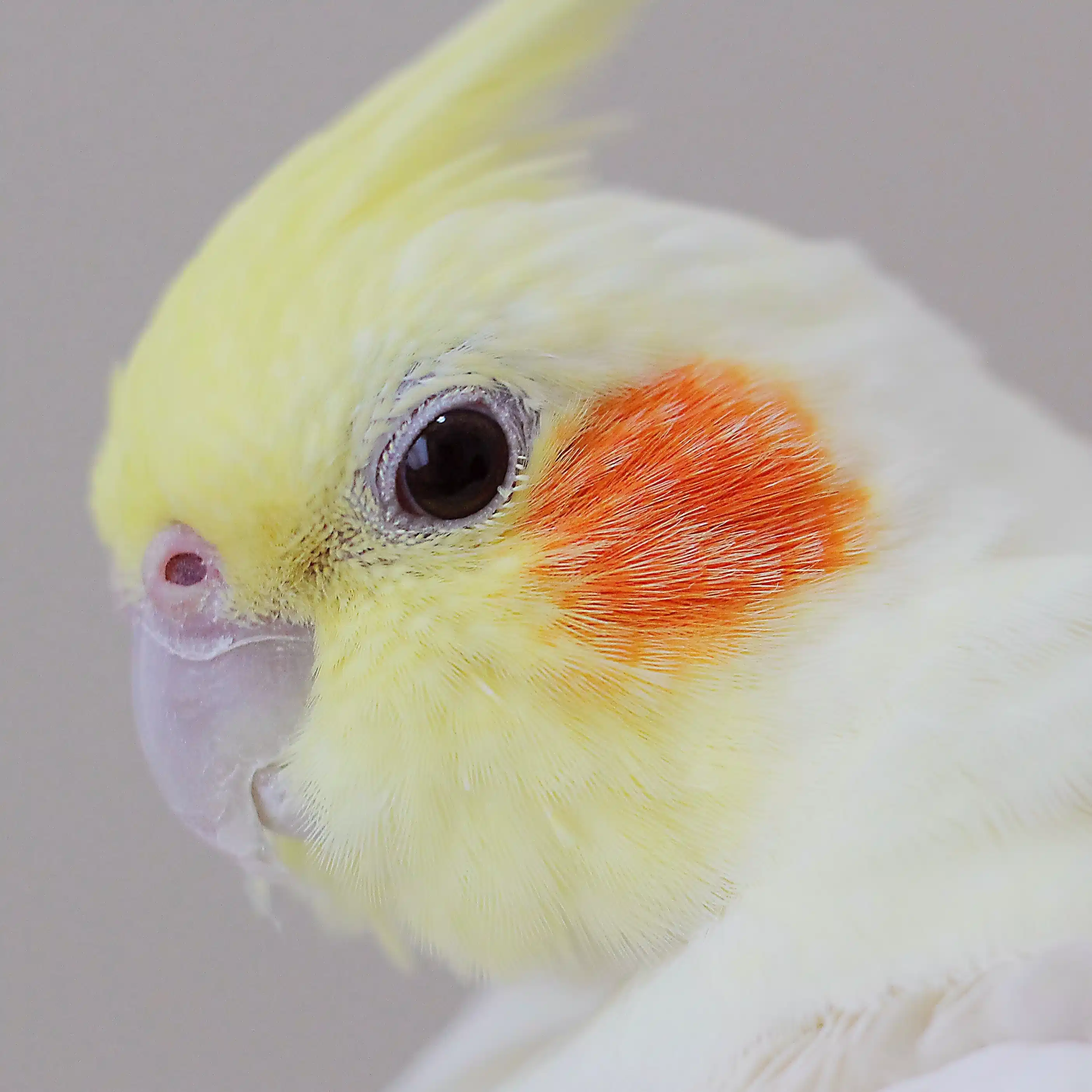 ことりちゃん