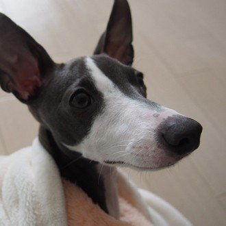 犬がホワイトチョコを食べてしまった はなの主 Note