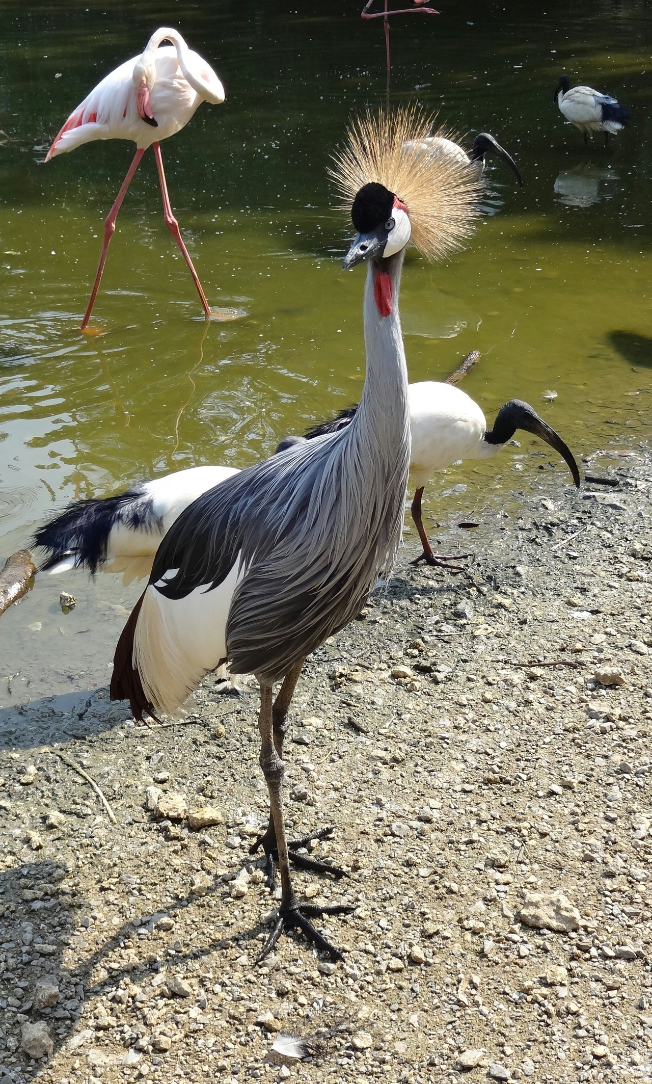 リピーター様⭐︎むつ文鳥 ricebird3.jpg