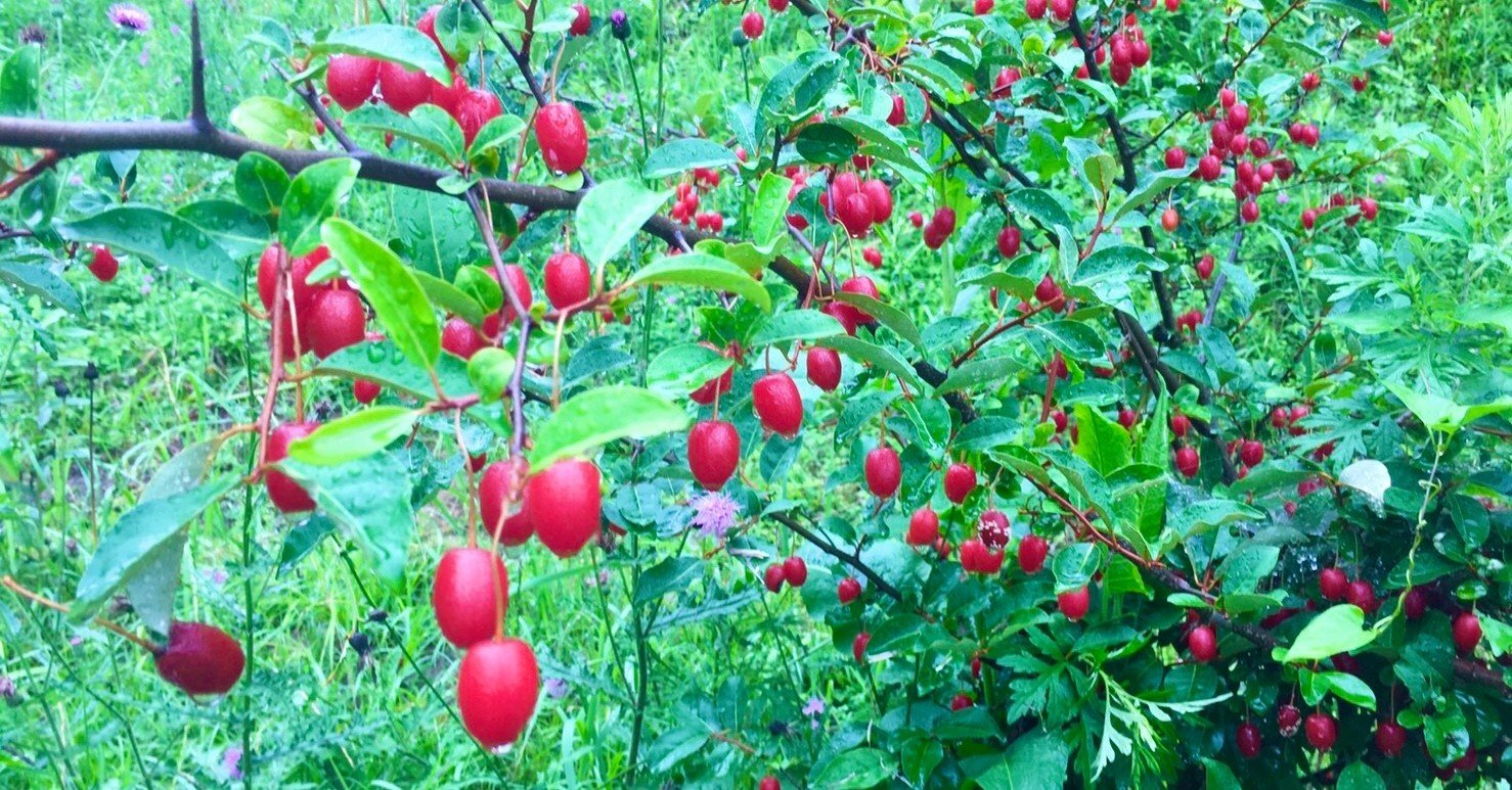 グミの実　5kg 貴重　無農薬　ジャム　茱萸　5キロ グミの実 5kg 貴重 無農薬 ジャム 茱萸 5キロ a011-3508.jpg