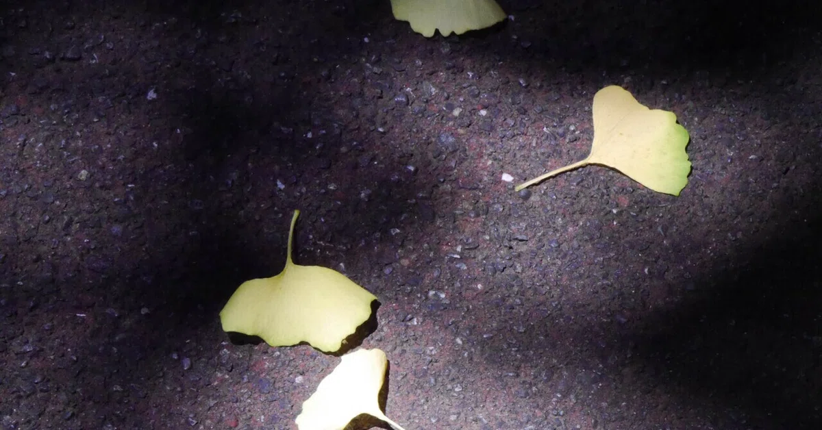 èŠåºãç»å